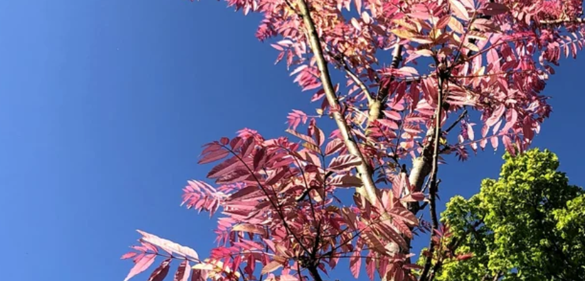 Illustration du collectif suivant:  Va Slow vie