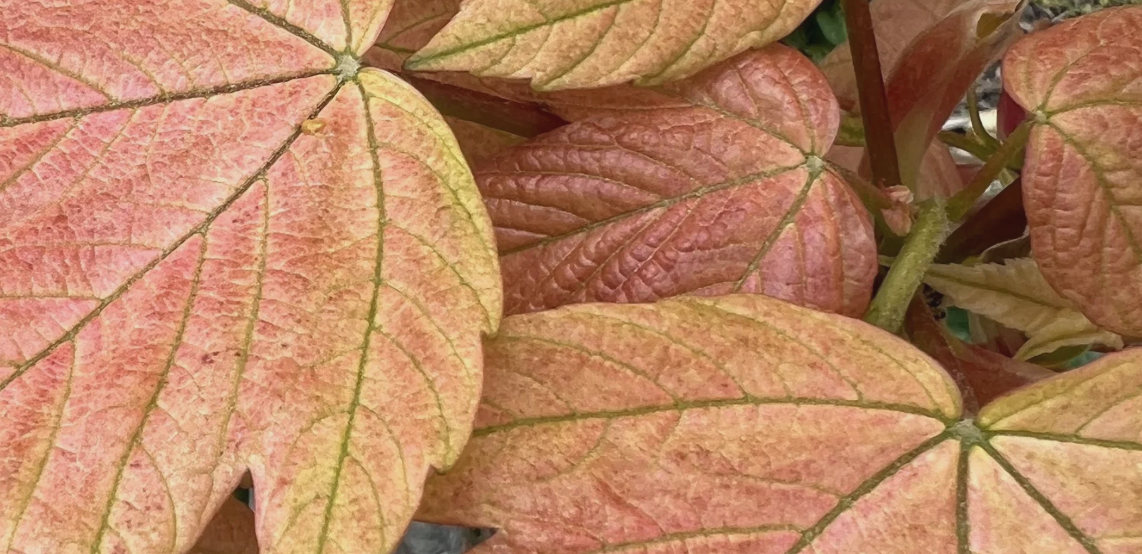 Illustration du collectif suivant:  Balance dance