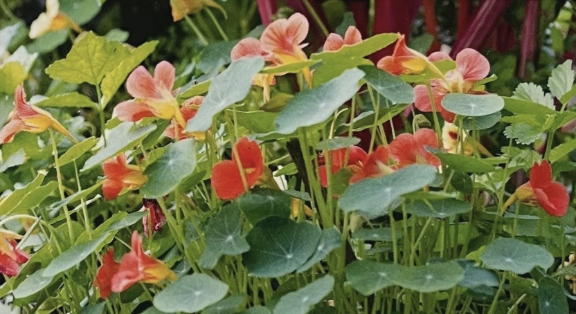 Illustration du collectif suivant:  Cunty KADANCE